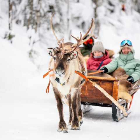 Une balade en traîneau tiré par des rennes