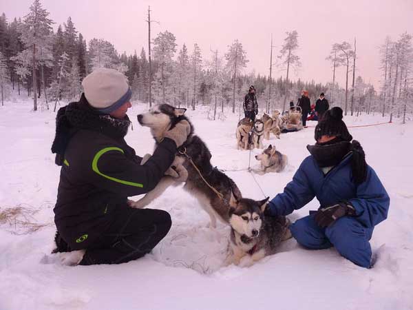 Chiens pendant une Balade en traîneau avec Lapland Real en Laponie