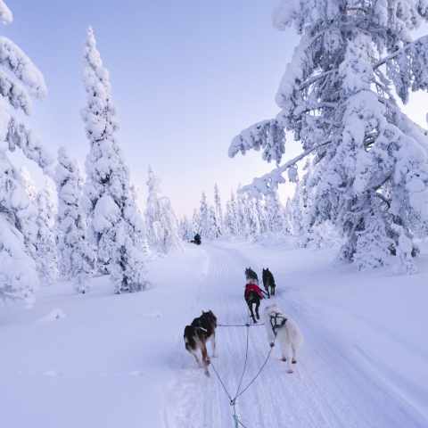 Balade en traîneau tiré par des chiens