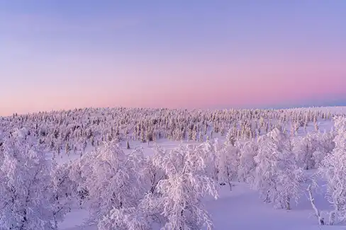 Lever de soleil sur une forêt lapone