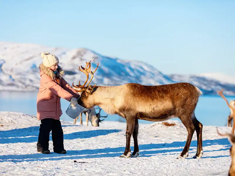 Organisation de votre séjour sur mesure en Laponie avec des activités à la carte